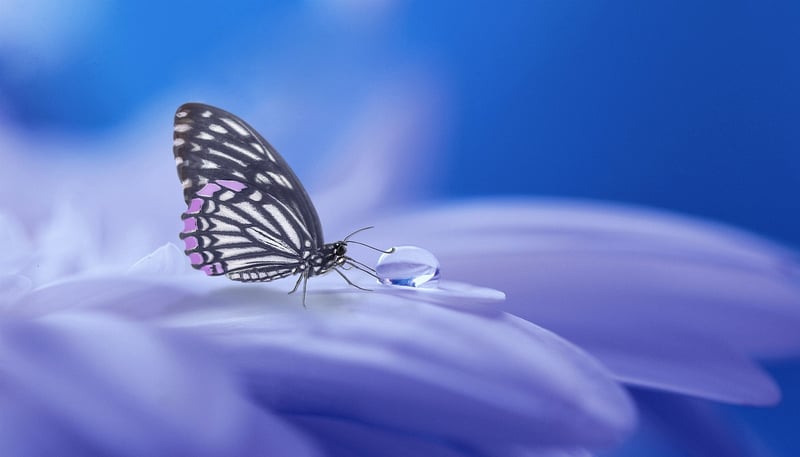 Dreamscape Image