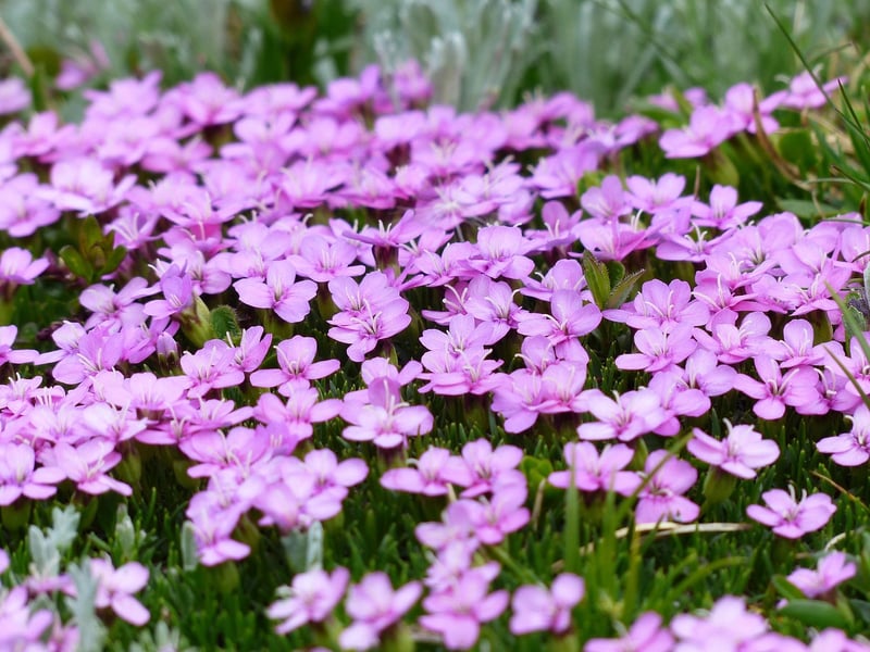 Gibraltar Campion - Rare Flower